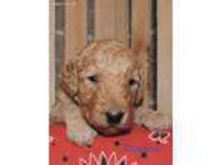 Goldendoodle Puppy for sale in Romulus, NY, USA