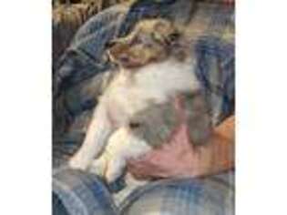 Shetland Sheepdog Puppy for sale in Louisville, KY, USA