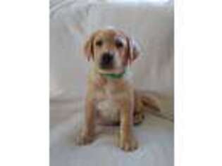 Labrador Retriever Puppy for sale in East Earl, PA, USA