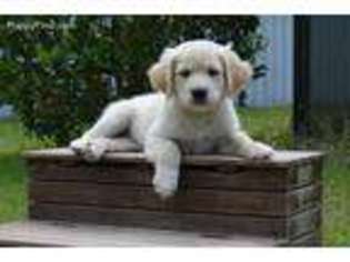 Goldendoodle Puppy for sale in Live Oak, FL, USA