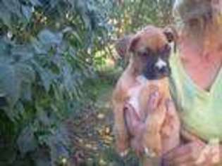 Boxer Puppy for sale in MILTON FREEWATER, OR, USA