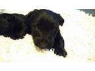 Scottish Terrier Puppy for sale in Bethel, MN, USA
