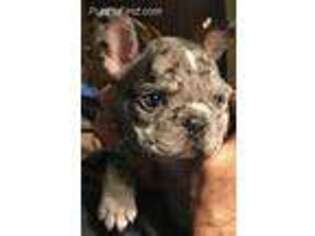 French Bulldog Puppy for sale in Pioneertown, CA, USA