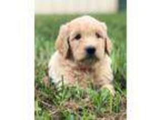 Golden Retriever Puppy for sale in Odessa, MO, USA