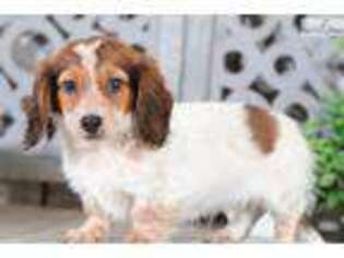 Dachshund Puppy for sale in Columbus, OH, USA