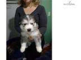 Wolf Hybrid Puppy for sale in Prescott, AZ, USA