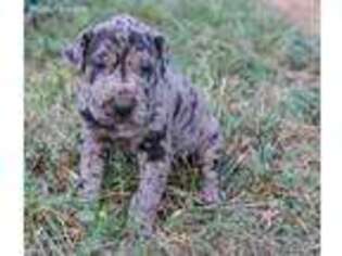 Great Dane Puppy for sale in Lenoir City, TN, USA