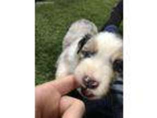 Australian Shepherd Puppy for sale in Magnolia, TX, USA