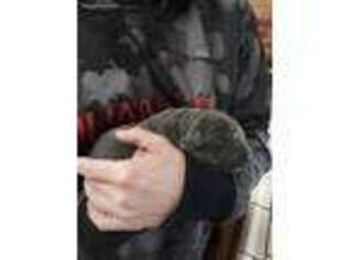 Labrador Retriever Puppy for sale in Mcminnville, OR, USA