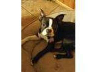 Boston Terrier Puppy for sale in Pine River, MN, USA