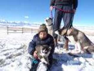 Siberian Husky Puppy for sale in Westcliffe, CO, USA