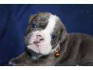 Bulldog Puppy for sale in Clayton, IL, USA