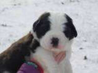 Saint Bernard Puppy for sale in Riverdale, MI, USA
