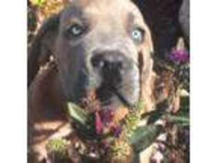 Cane Corso Puppy for sale in San Jose, CA, USA