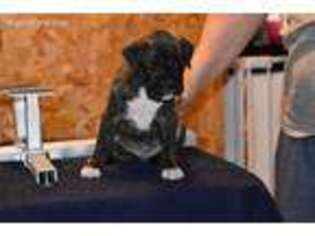 Boxer Puppy for sale in Pinnacle, NC, USA