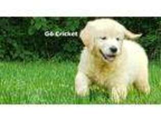 Golden Retriever Puppy for sale in Milford, MI, USA