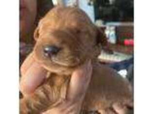 Golden Retriever Puppy for sale in Covina, CA, USA