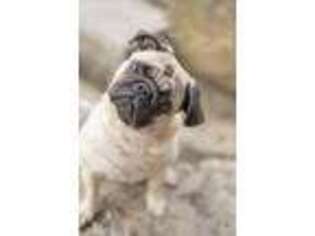 Pug Puppy for sale in Portage, PA, USA