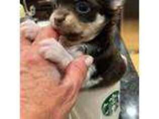 Chihuahua Puppy for sale in London, KY, USA