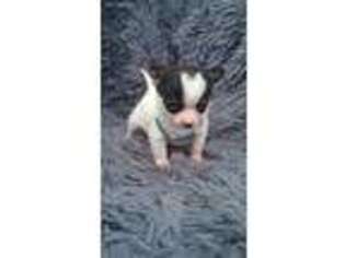 Chihuahua Puppy for sale in Parrottsville, TN, USA