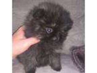 Pomeranian Puppy for sale in Rogersville, MO, USA