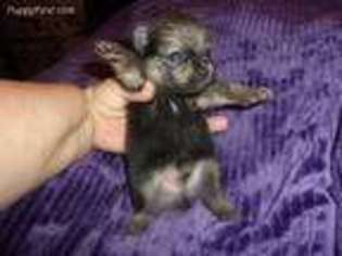 Pomeranian Puppy for sale in Dayton, OH, USA