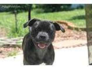 Staffordshire Bull Terrier Puppy for sale in Ormond Beach, FL, USA