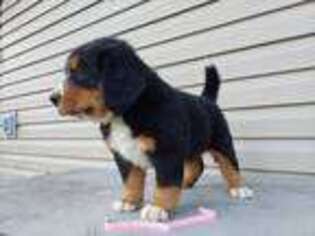 Bernese Mountain Dog Puppy for sale in Everett, PA, USA