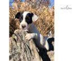Jack Russell Terrier Puppy for sale in Fayetteville, AR, USA