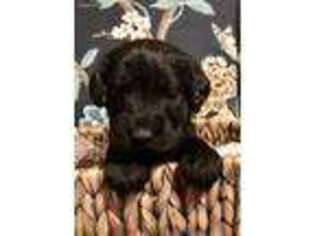 Labradoodle Puppy for sale in Wewoka, OK, USA