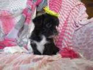 Shorkie Tzu Puppy for sale in Hope, IN, USA