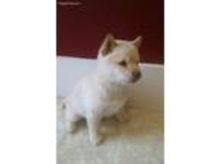 Shiba Inu Puppy for sale in Peru, IN, USA