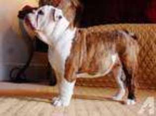 Bulldog Puppy for sale in RAVENNA, OH, USA