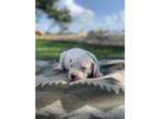 Dogo Argentino Puppy for sale in College Station, TX, USA