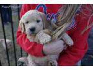Goldendoodle Puppy for sale in Aurora, IL, USA