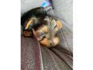 Yorkshire Terrier Puppy for sale in Dothan, AL, USA