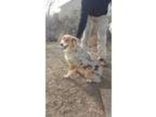 Australian Shepherd Puppy for sale in Pueblo, CO, USA