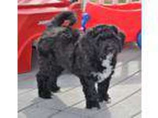 Saint Berdoodle Puppy for sale in Forked River, NJ, USA