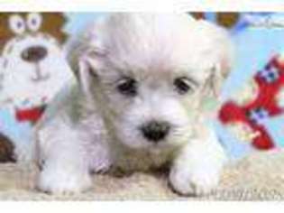 Havanese Puppy for sale in Williamsport, PA, USA