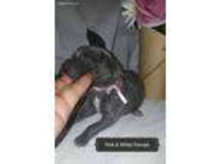 Great Dane Puppy for sale in Douglasville, GA, USA