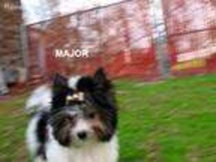 Biewer Terrier Puppy for sale in Brookwood, AL, USA
