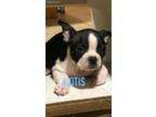 Boston Terrier Puppy for sale in Norman, OK, USA