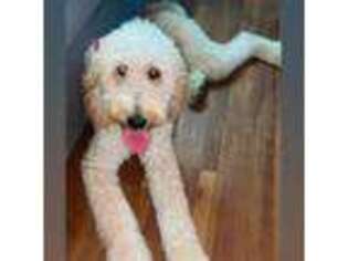 Goldendoodle Puppy for sale in Carson, CA, USA