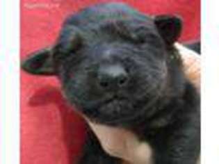 Rottweiler Puppy for sale in Emerald Isle, NC, USA