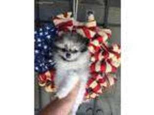 Pomeranian Puppy for sale in Stockton, CA, USA