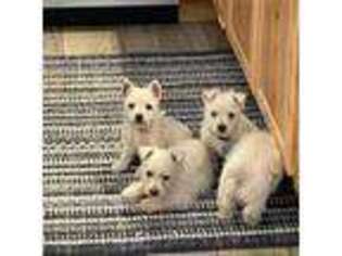 West Highland White Terrier Puppy for sale in Nunn, CO, USA