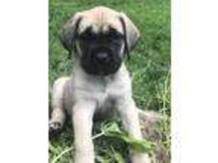 Mastiff Puppy for sale in Rochester, MI, USA