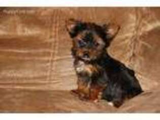 Yorkshire Terrier Puppy for sale in Ripley, WV, USA
