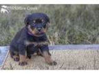 Rottweiler Puppy for sale in Due West, SC, USA