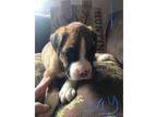 Boxer Puppy for sale in Airway Heights, WA, USA